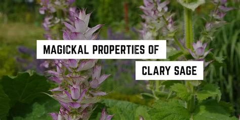 magical properties of clary sage.